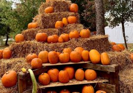 Pavia, al Villaggio delle Zucche si festeggia l’autunno con degustazione di miele,  castagne e vin brulé