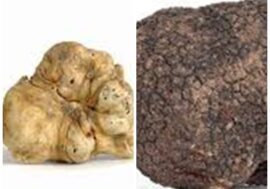 Il tartufo lombardo entra nella lista del patrimonio immateriale Unesco