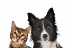 Per Legambiente è Milano la città dove gli animali vivono meglio
