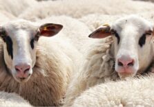 In Lombardia nasce la filiera della lana di pecora