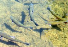 Pesca, in Lombardia riprendono le immissioni di numerose specie