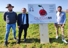 Seimila alberi di ciliegio saranno piantate alle porte di Milano