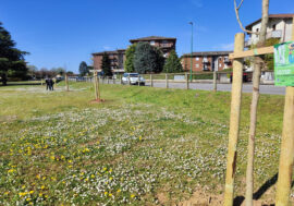 Piantati 165 alberi a Ghisalba dopo infestazione del tarlo asiatico