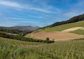 I grandi vini del Piemonte protagonisti nelle colline delle Langhe con la 44ª edizione di Vinum
