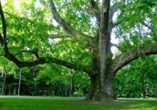 Milano, convegno sugli alberi monumentali patrimonio della città