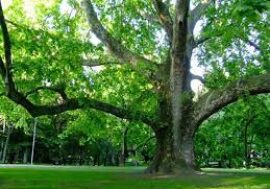Milano, convegno sugli alberi monumentali patrimonio della città