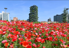Milano in fiore: papaveri, fiordalisi e margherite sfoggiano i loro colori nei giardini e prati, oasi di biodiversità