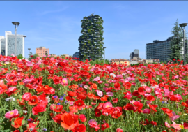 Milano in fiore: papaveri, fiordalisi e margherite sfoggiano i loro colori nei giardini e prati, oasi di biodiversità