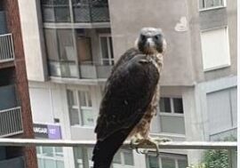 Milano, salvato dalla Polizia locale il piccolo falco pellegrino del Pirellone
