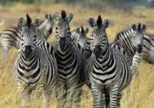 Uno zoo di bambini