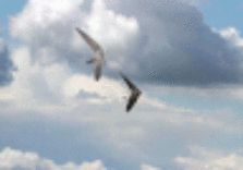 Volo in deltaplano: Italia e Alessandro Ploner campioni europei