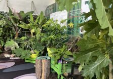 Milano, appuntamenti speciali al Parco Nord con ‘Dentro le foreste’ la mostra immersiva di Scuola Forestami