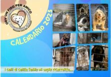 Per combattere il randagismo e dare cibo a cani e gatti arriva il calendario solidale