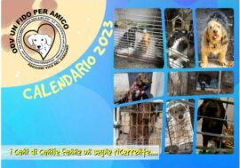Per combattere il randagismo e dare cibo a cani e gatti arriva il calendario solidale