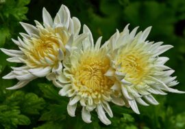 Commemorazione defunti, nei Supermercati Il Gigante la vendita di fiori e piante cresce del 20%