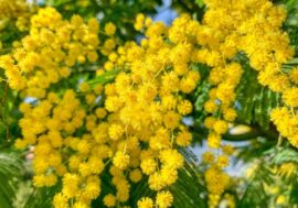Festa della Donna, aumentano gli acquisti di fiori (+15%) e dolci (+20%)