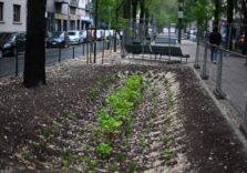 Milano, conclusi i lavori in via Pacini con un impianto di irrigazione innovativo