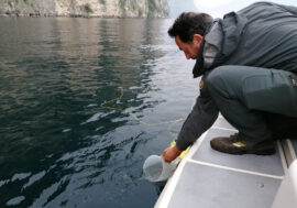 ‘Progetto Salvacarpio’, immessi nel lago Garda oltre 5mila avannotti di carpione