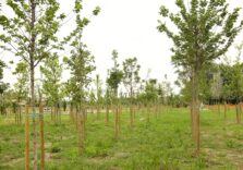 Milano, piantati oltre mille alberi grazie alla collaborazione tra Comune, Esselunga e Forestami