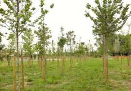 Milano, piantati oltre mille alberi grazie alla collaborazione tra Comune, Esselunga e Forestami