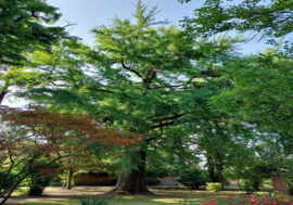Clima: la fotosintesi segreto della transizione green
