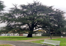Con oltre 470 alberi monumentali la Lombardia è la seconda regione in Italia