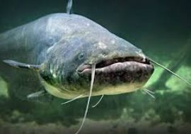 Regione Lombardia vara piano triennale per contenimento del pesce siluro