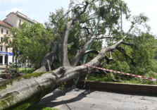 Milano, bando del Comune per il riuso gratuito del legno degli alberi abbattuti dal maltempo