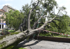 Milano, bando del Comune per il riuso gratuito del legno degli alberi abbattuti dal maltempo
