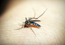 Regione Lombardia conferma: nessun caso di febbre Dengue sul lago di Garda smentendo alcune testate tedesche