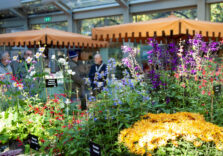 Piante, fiori e idee per terrazzi e giardini in mostra con i “Colori d’Autunno” a Villa Necchi Campiglio di Milano