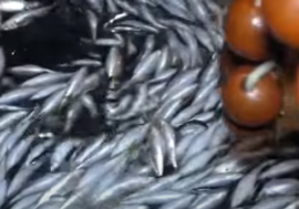 Tumori, alcuni cibi delle feste aiutano l’immunoterapia, dalle lenticchie al pesce e non solo
