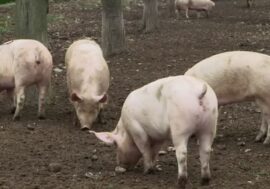 Peste suina, l’assessore lombardo Alessandro Beduschi lancia l’allarme: virus in snack cinesi importati illegalmente