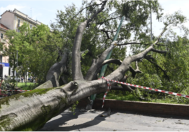 Milano, selezionate dal Comune 13 opere per recuperare il legno degli alberi abbattuti dal  nubifragio del 25 luglio