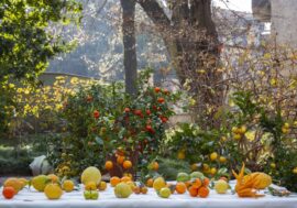 Milano, in mostra a Villa Necchi Campiglio la XIII edizione di Agrumi: saperi e sapori dal Mediterraneo