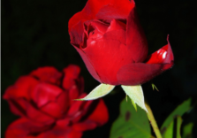 San Valentino, indagine Coldiretti: gli italiani preferiscono regalare fiori