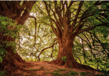 Milano, convegno a Palazzo Pirelli sui cambiamenti climatici con gli alberi in prima linea