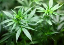 Milano, arrestato dagli agenti del Commissariato Comasina 65enne che coltivava marijuana in appartamento