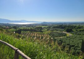 Olio d’oliva lombardo: settore di nicchia ma di grande qualità