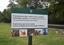 Milano, al via la campagna per sensibilizzare cittadini e turisti a non nutrire animali selvatici