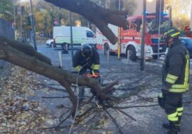 Milano, albero cade su marciapiede per il vento. Nessun coinvolto