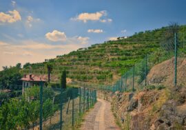 I percorsi enogastronomici per esplorare i sapori autentici della Lombardia