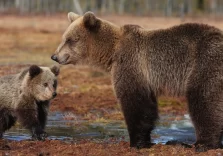 Nuovi studi dicono che l’orso bruno in letargo preserva la massa muscolare
