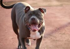 Regione Lombardia, “patentino” per i cani potenziamente pericolosi