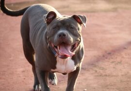 Regione Lombardia, “patentino” per i cani potenziamente pericolosi