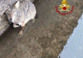 Milano, lupo bloccato su roggia del Naviglio. Vvf impegnati nel recupero