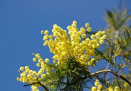 Festa della Donna 2025: la mimosa conquista Lombardia, vendite in crescita