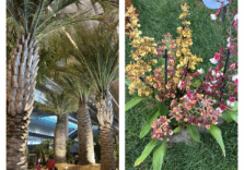 Euroflora: fra le attrazioni di piante e fiori che arrivano da lontano primeggiano le palme di Miami 