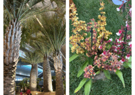 Euroflora: fra le attrazioni di piante e fiori che arrivano da lontano primeggiano le palme di Miami 