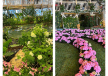 Euroflora colora Genova. Fiori e piante dal mondo in esposizione fino al 4 maggio